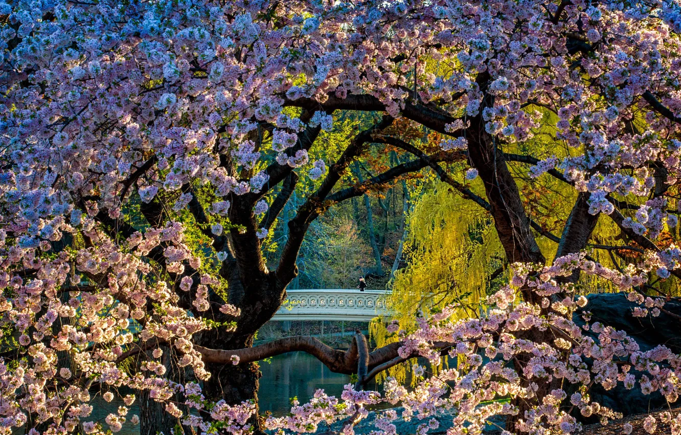 Photo wallpaper trees, landscape, nature, the city, cherry, pond, Park, spring