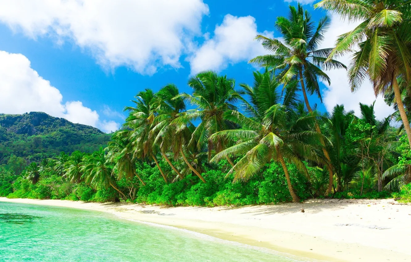 Photo wallpaper sea, beach, nature, tropics, palm trees