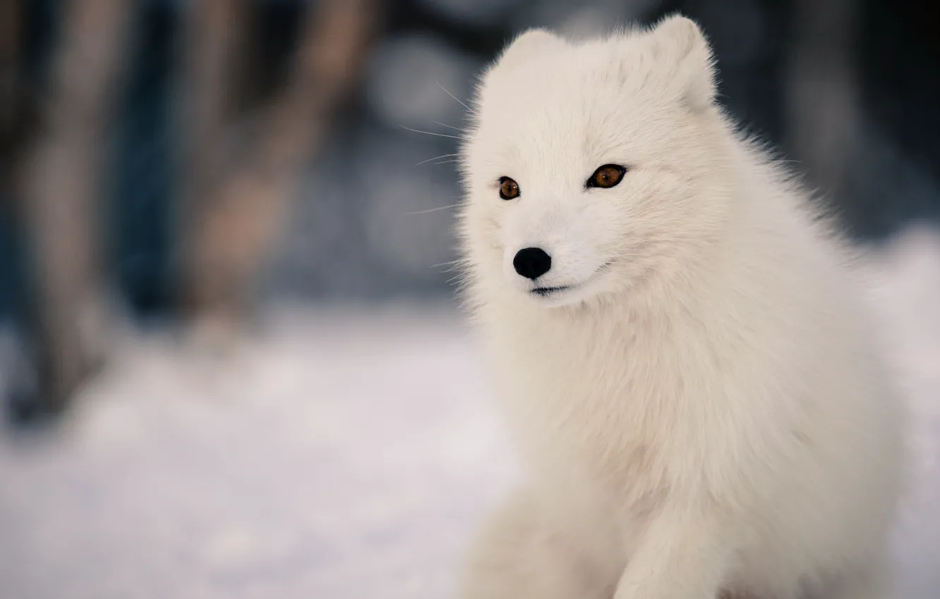 Photo wallpaper winter, forest, white, face, snow, nature, background, animal
