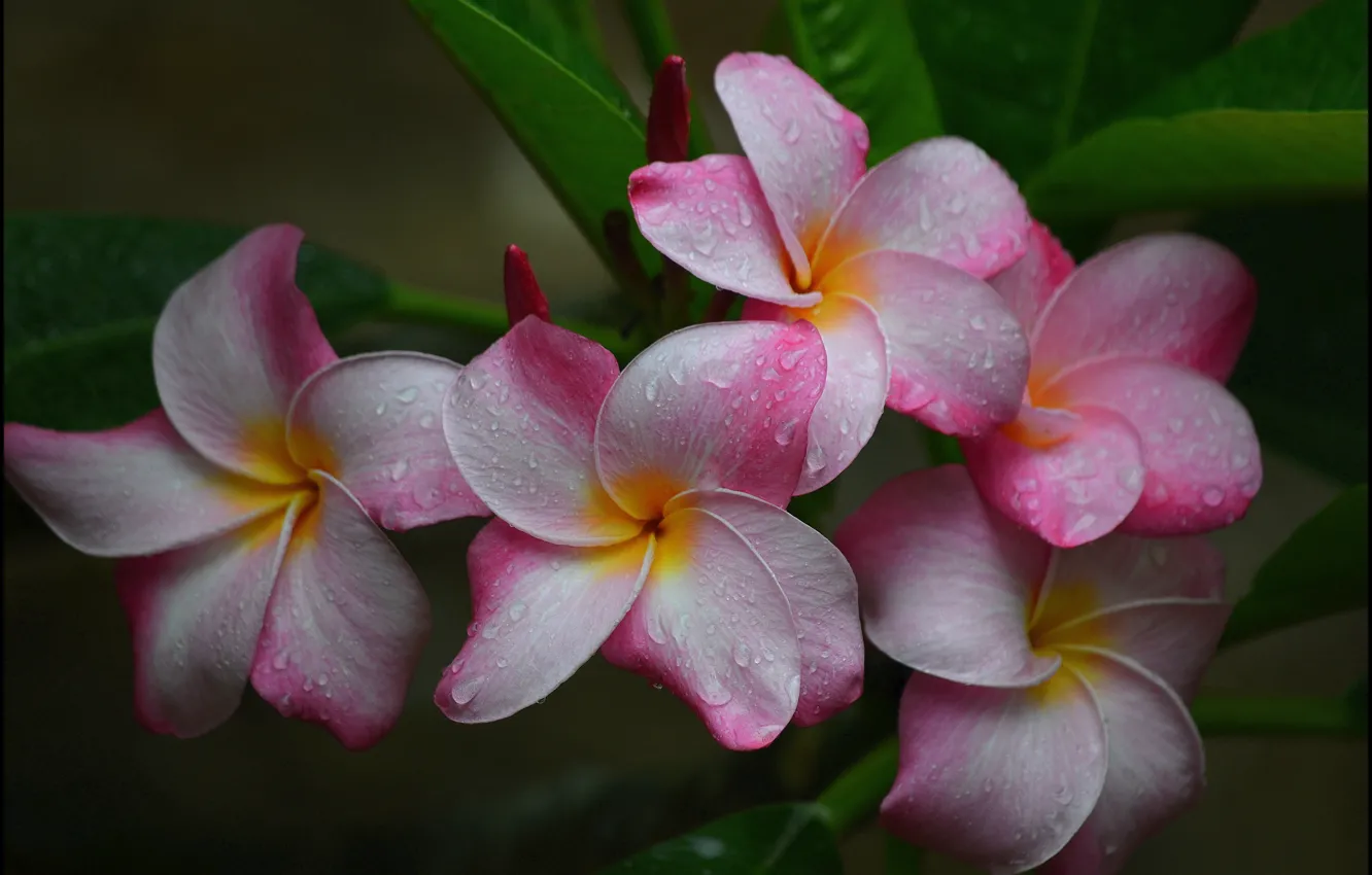 Photo wallpaper drops, macro, petals, pink, plumeria