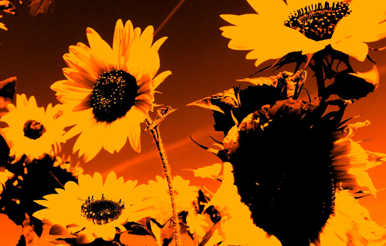 Photo wallpaper autumn, sunflower, petals, silhouette