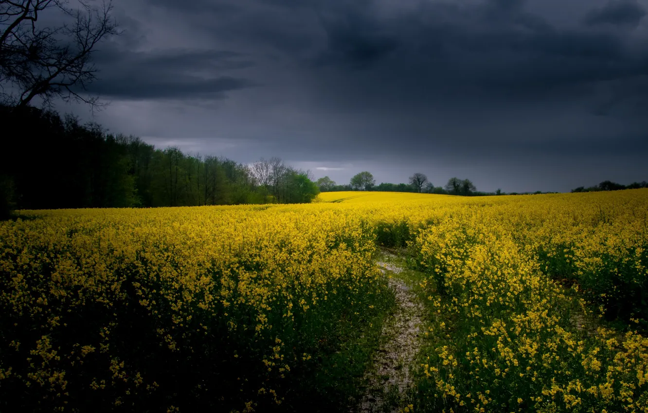 Photo wallpaper field, summer, rape
