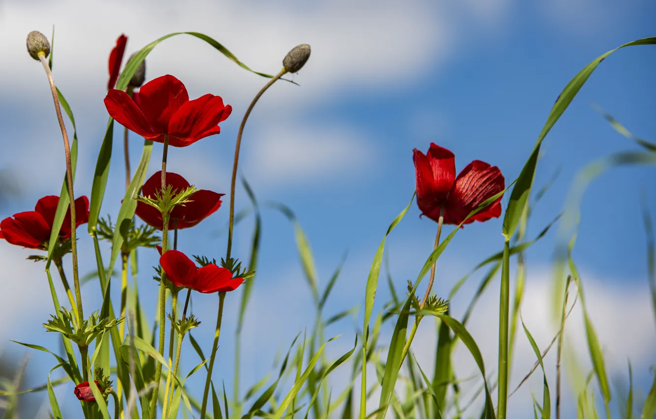 Photo wallpaper the sky, flowers, nature, anemones