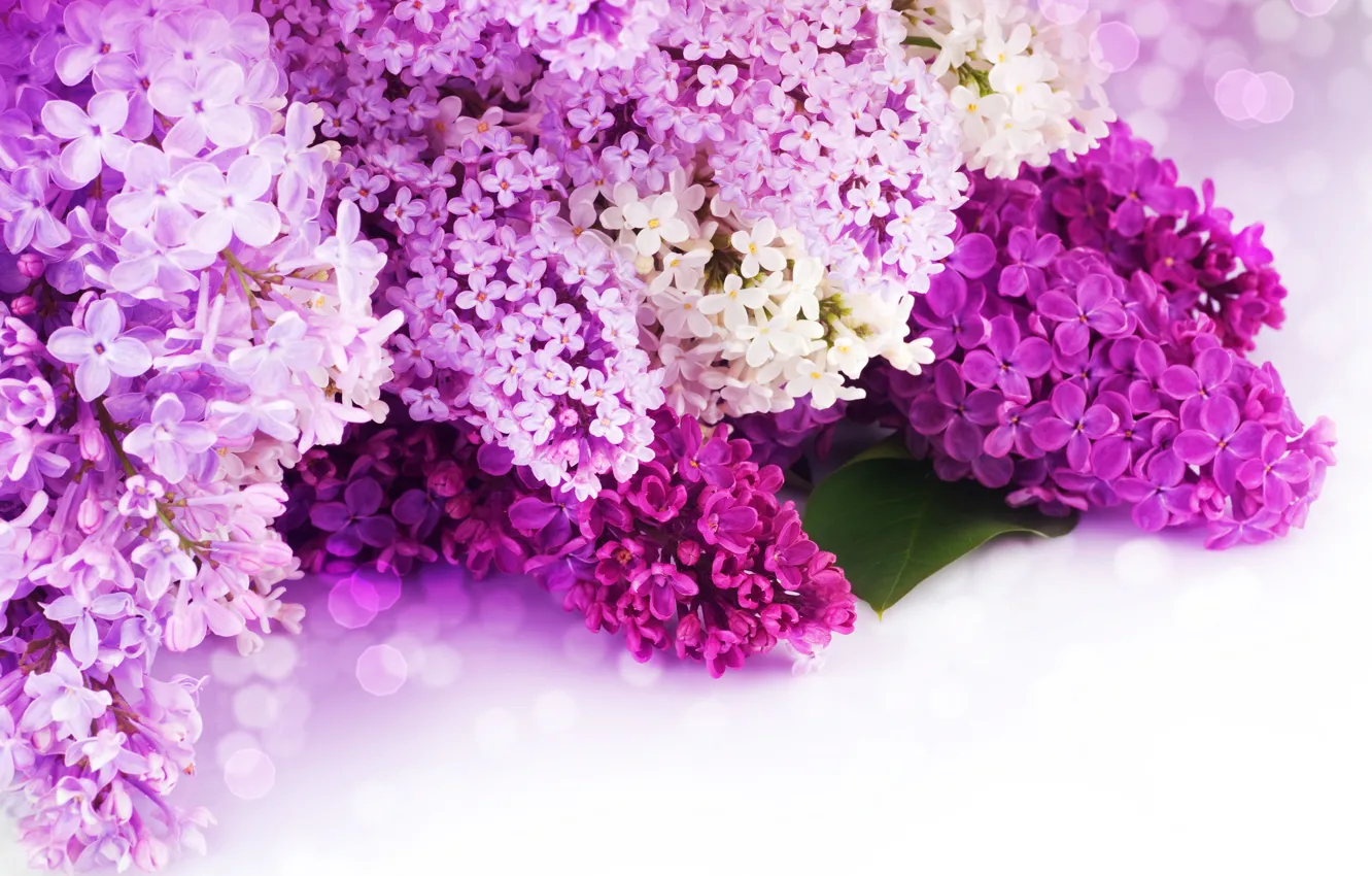 Photo wallpaper flowers, petals, purple, white, lilac, bokeh