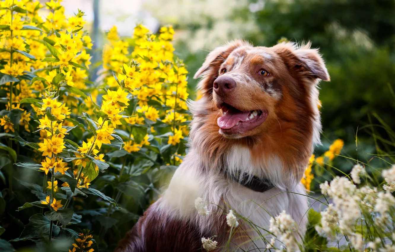 Photo wallpaper flowers, portrait, dog