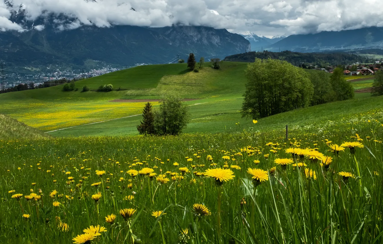 Photo wallpaper greens, field, grass, mountains, dandelion, spring, meadow