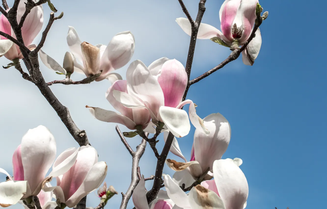 Photo wallpaper flowers, spring, flowering, Magnolia