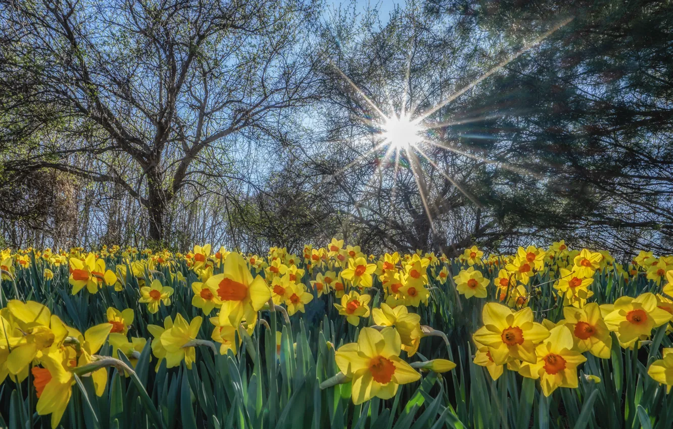 Wallpaper the sun, rays, trees, flowers, branches, yellow, Park, lights ...