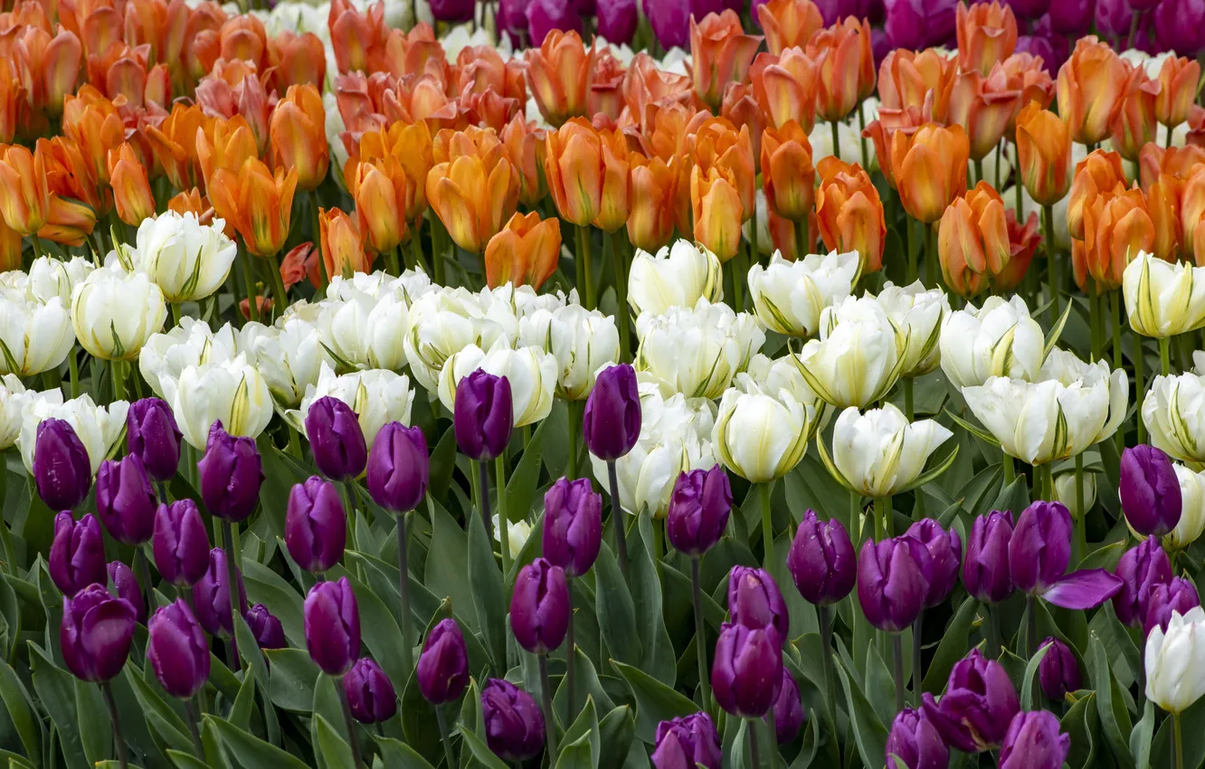 Photo wallpaper flowers, orange, spring, tulips, a number, white, flowerbed, lilac