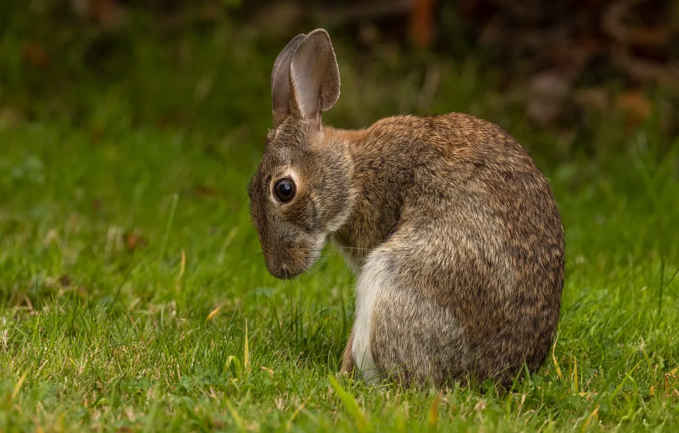 Photo wallpaper summer, nature, hare