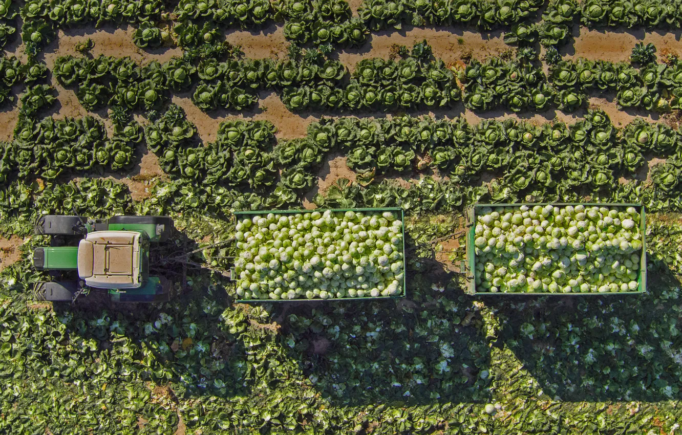 Photo wallpaper Austria, harvest, tractor, the trailer, cabbage, St. Pelten