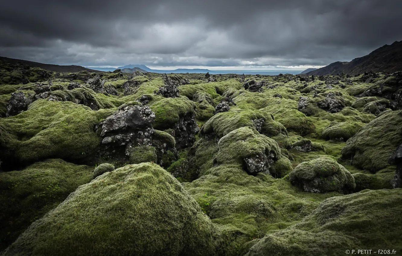 Photo wallpaper field, stones, moss