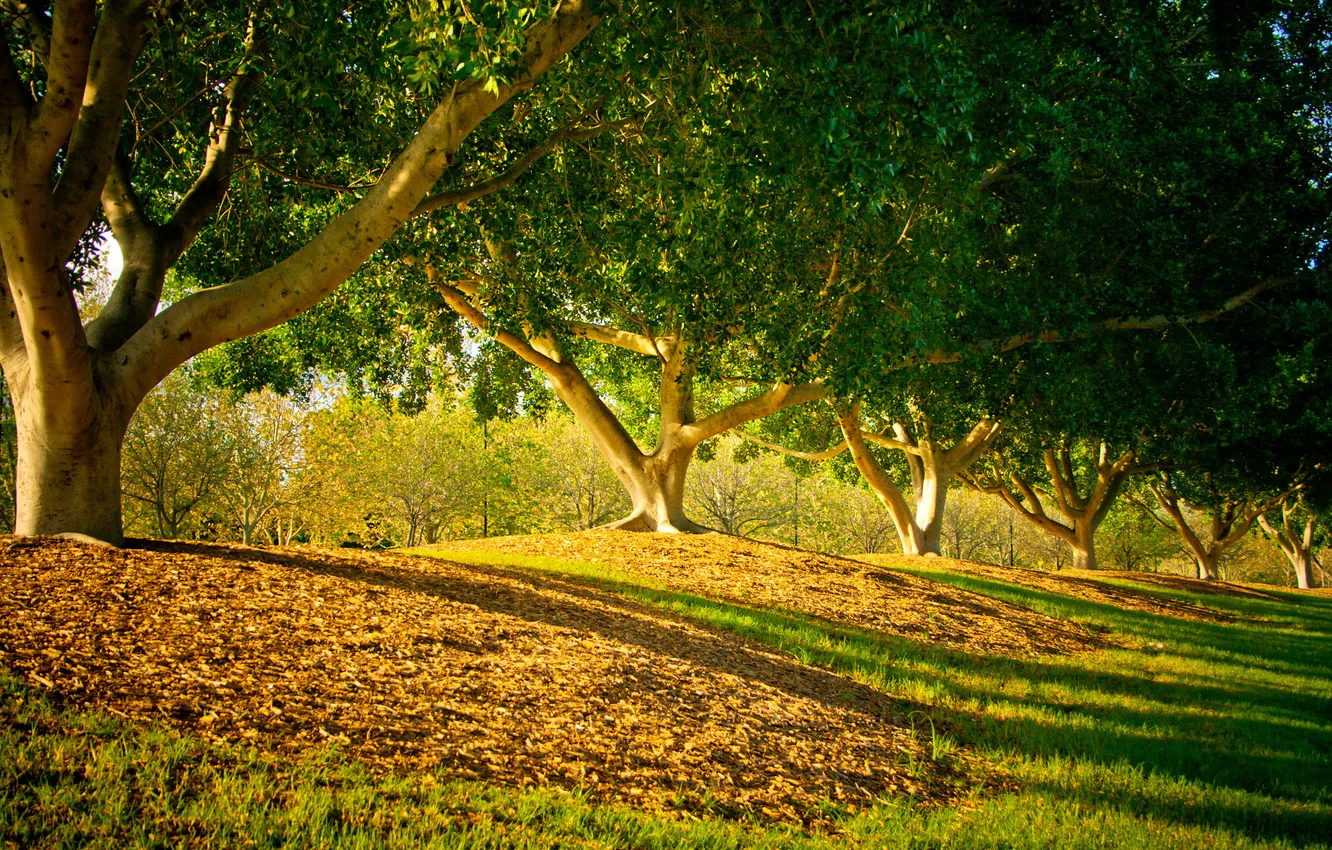 Photo wallpaper trees, nature, garden