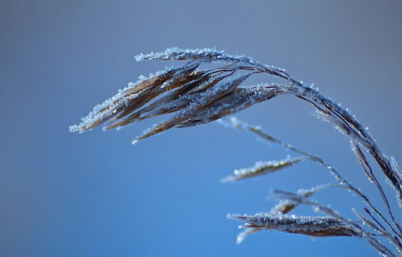 Photo wallpaper frost, grass, macro