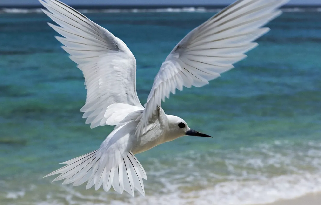 Photo wallpaper sea, bird, Seagull, feathers