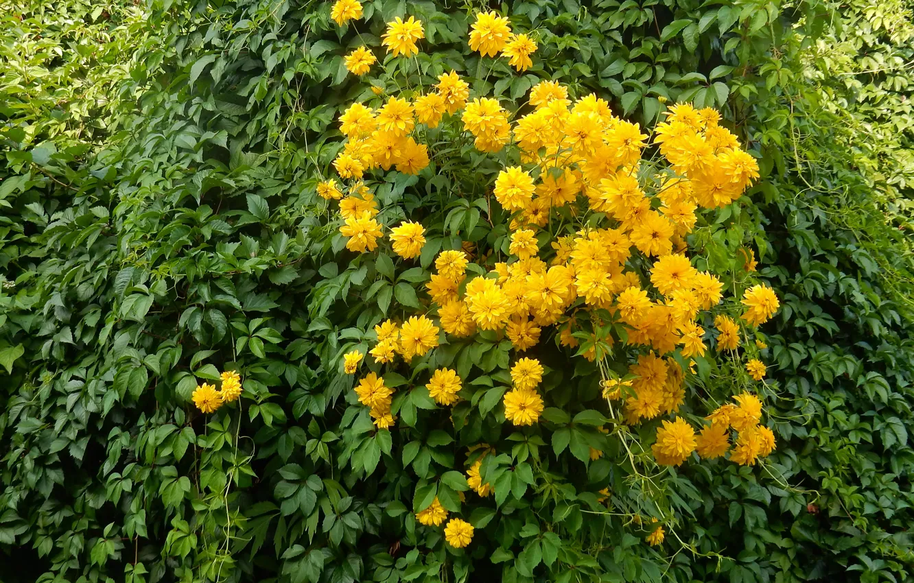 Photo wallpaper grass, flowers, widescreen, Wallpaper, wallpaper, widescreen, background, the Wallpapers