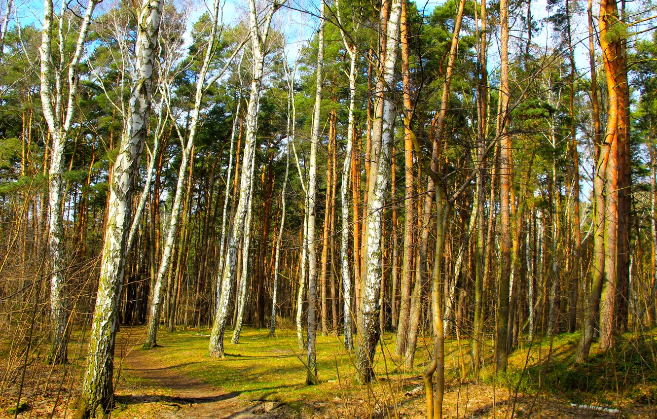 Photo wallpaper forest, tree, plant