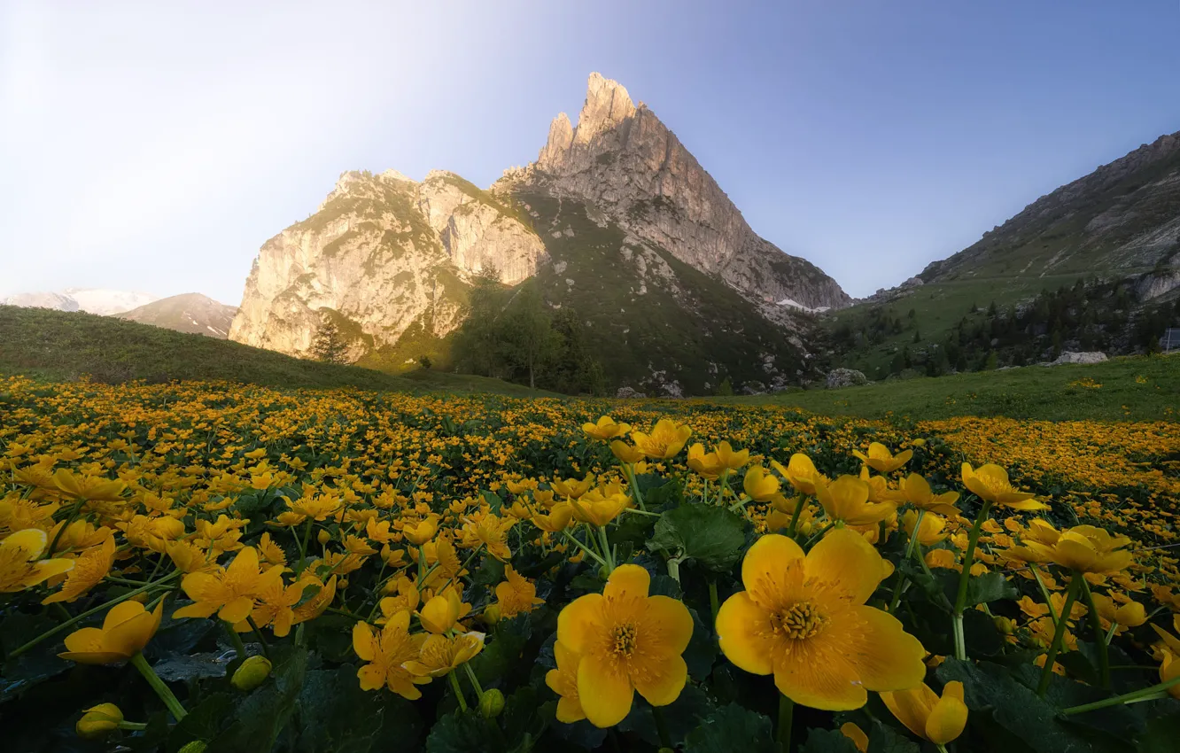 Photo wallpaper summer, flowers, mountains, yellow, meadow