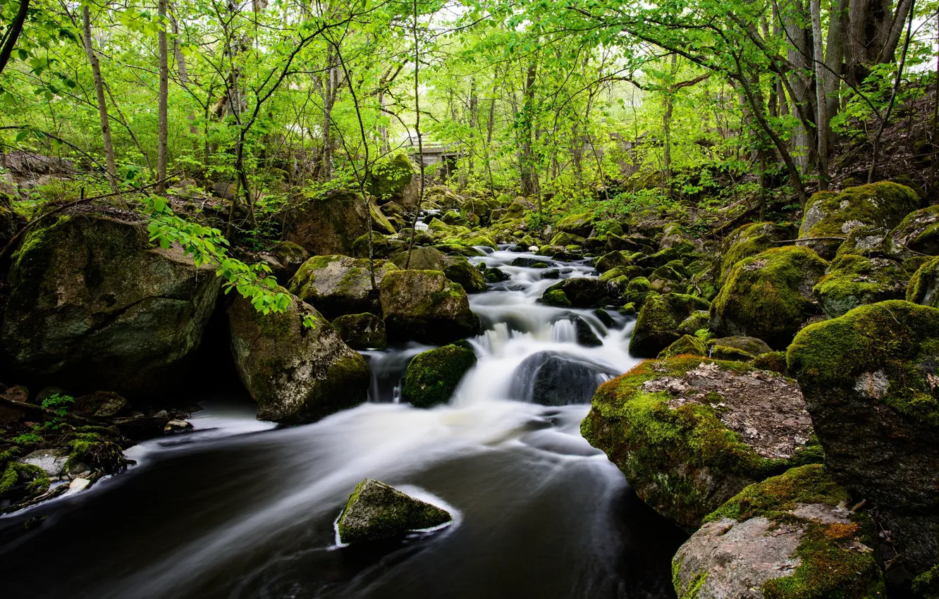 Photo wallpaper forest, stream, stones, stream