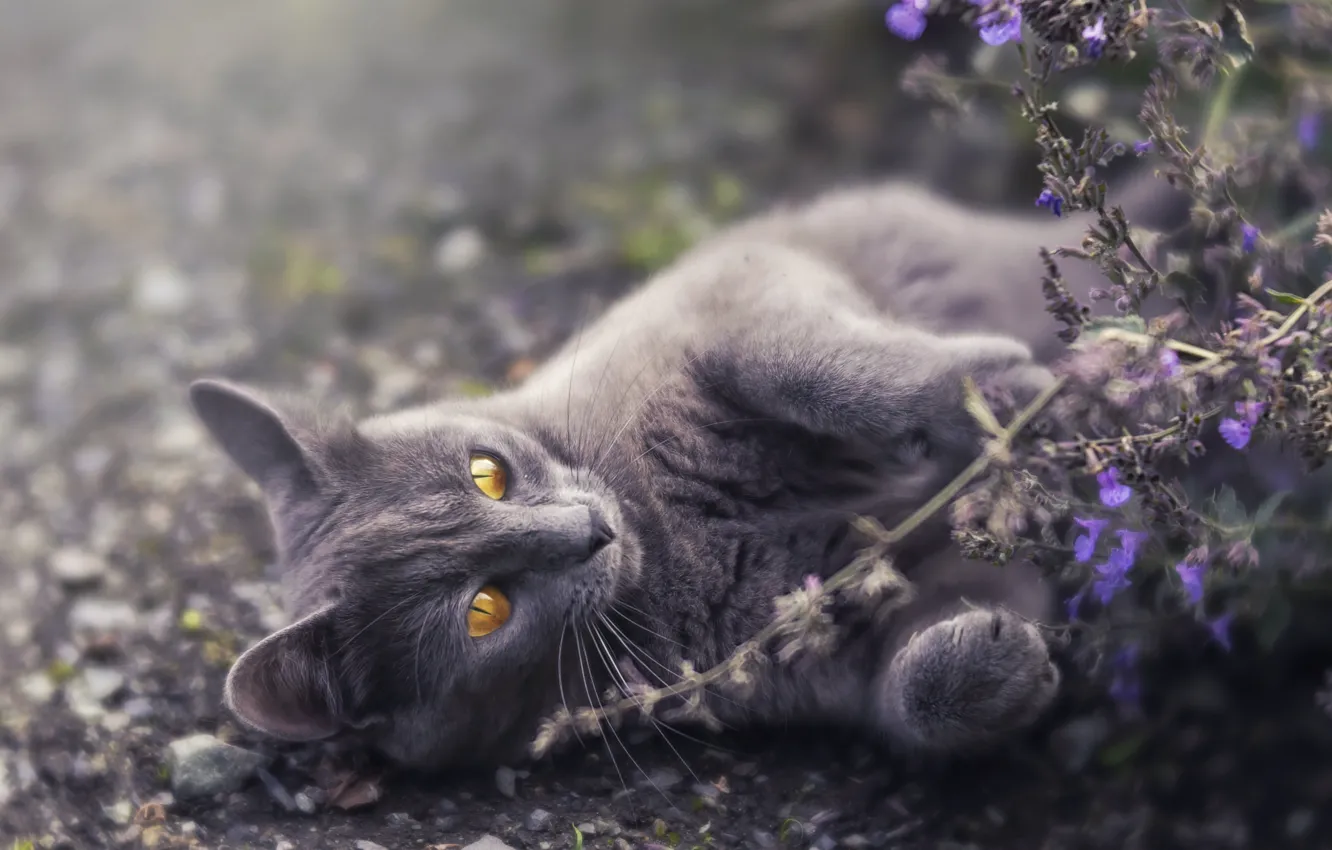 Photo wallpaper cat, flowers, nature