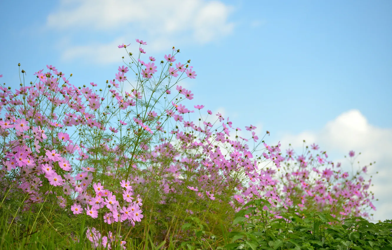 Photo wallpaper the sky, flowers, meadow, pink, kosmeya