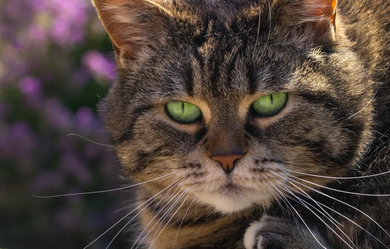 Photo wallpaper cat, look, muzzle, green eyes, kotofey