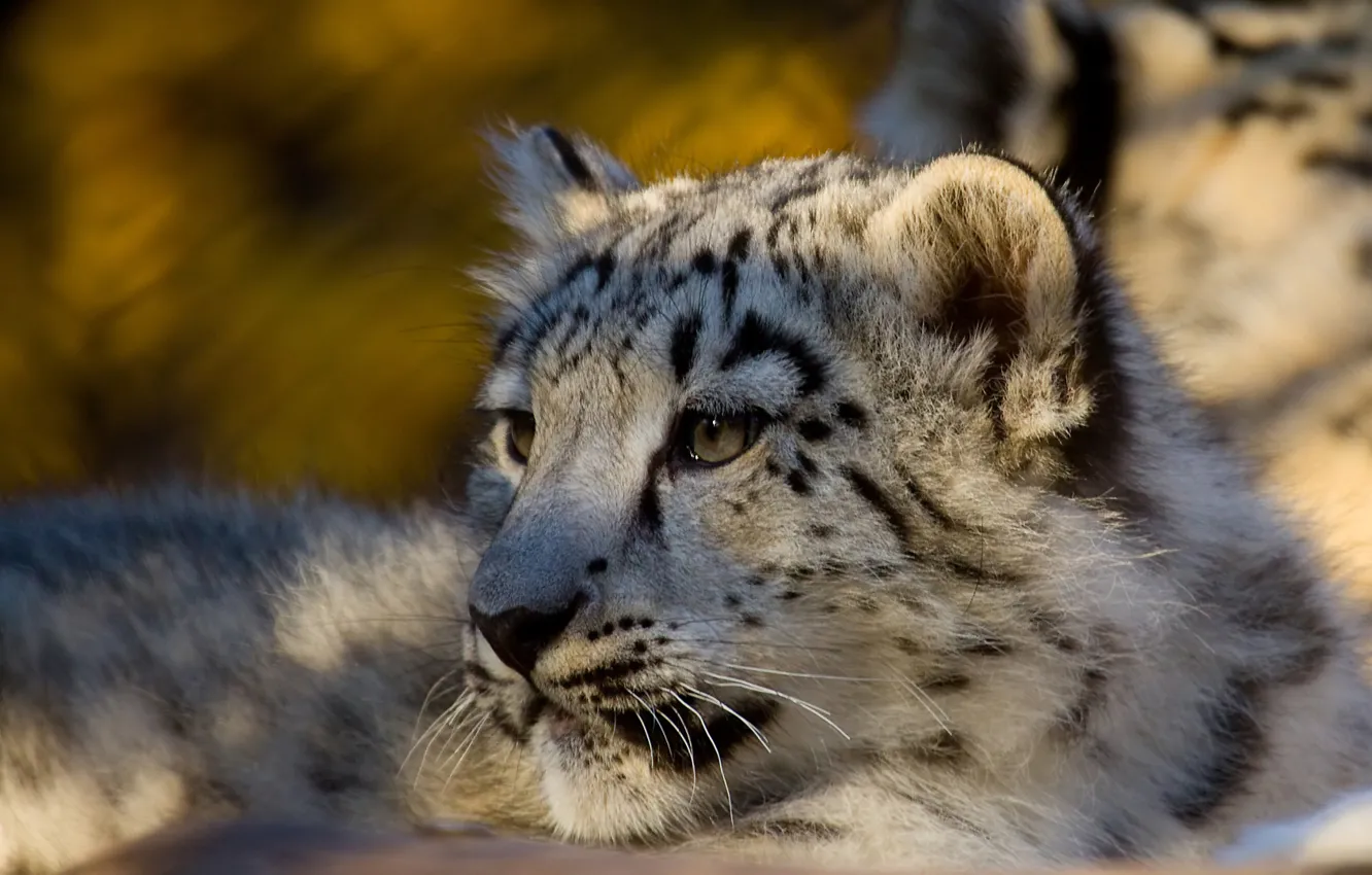 Photo wallpaper Leopard, predator, IRBIS, snow leopard, snow leopard