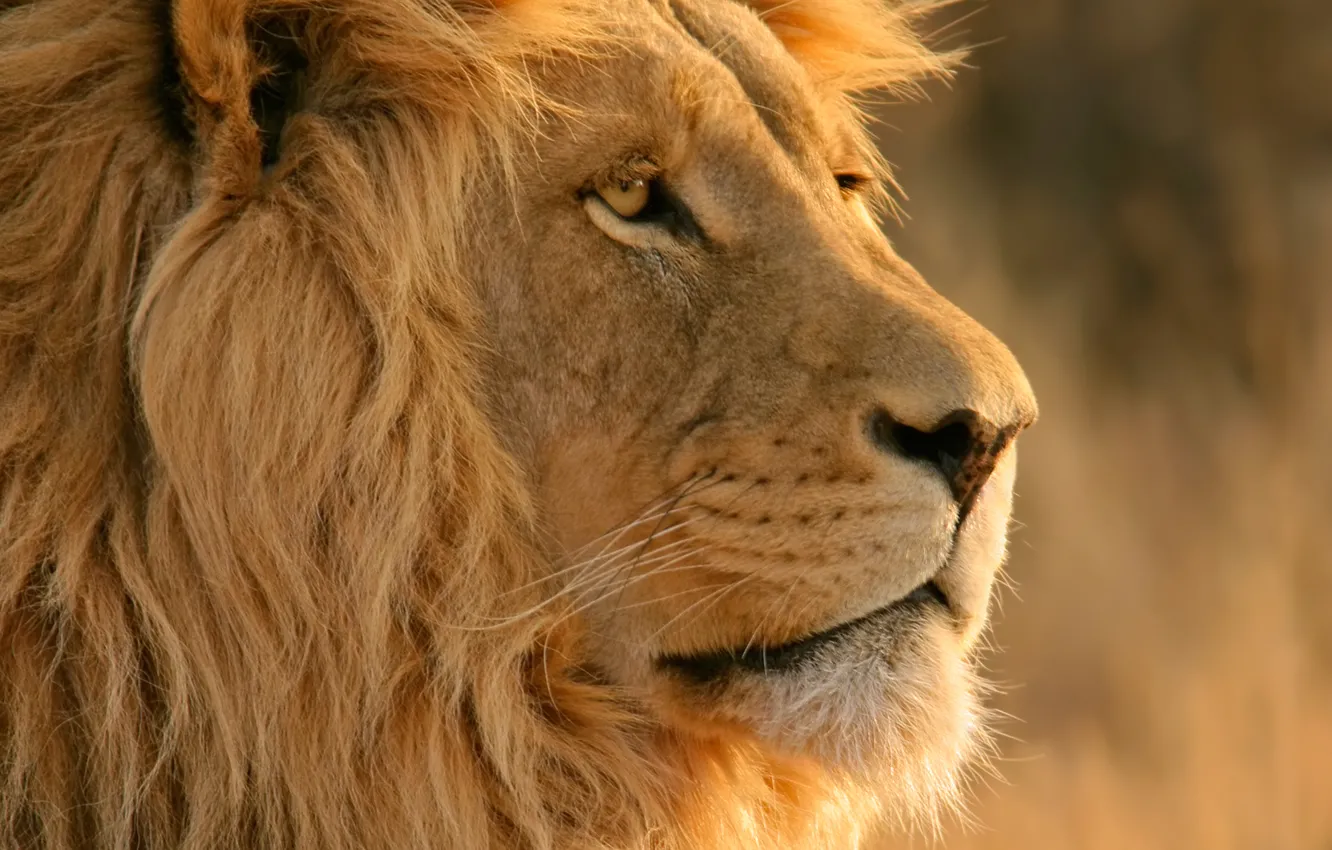 Photo wallpaper Leo, mane, mac