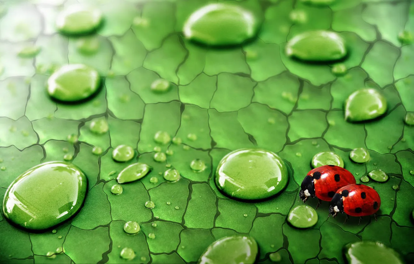 Photo wallpaper greens, drops, insects, Rosa, Sheet, ladybugs