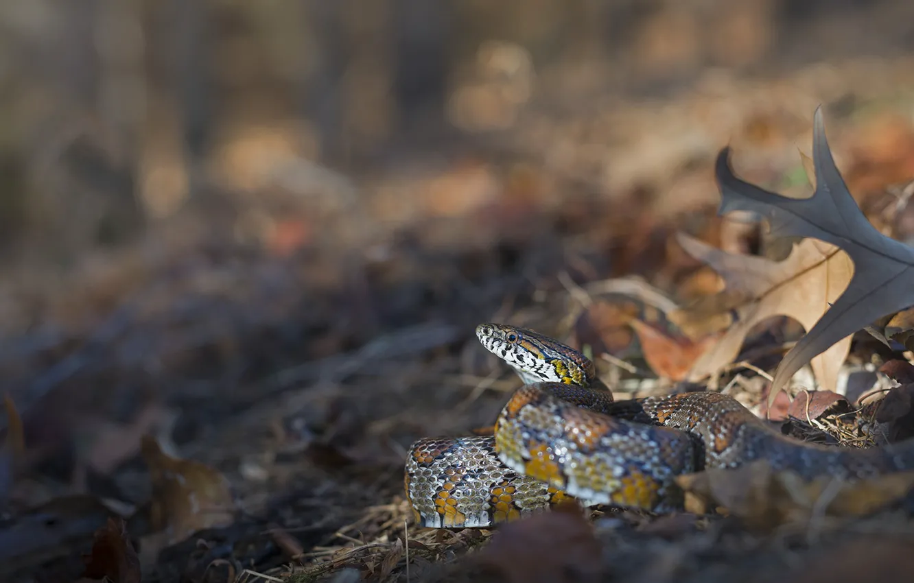 Photo wallpaper leaves, snake, bokeh, Corn snake