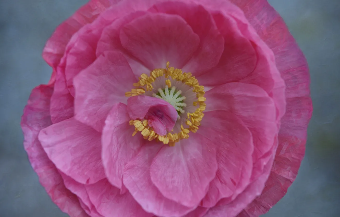 Wallpaper flower, Mac, petals for mobile and desktop, section цветы