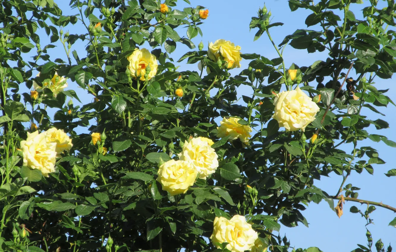 Photo wallpaper flowers, Bush, roses, yellow, spring 2018, Mamala ©
