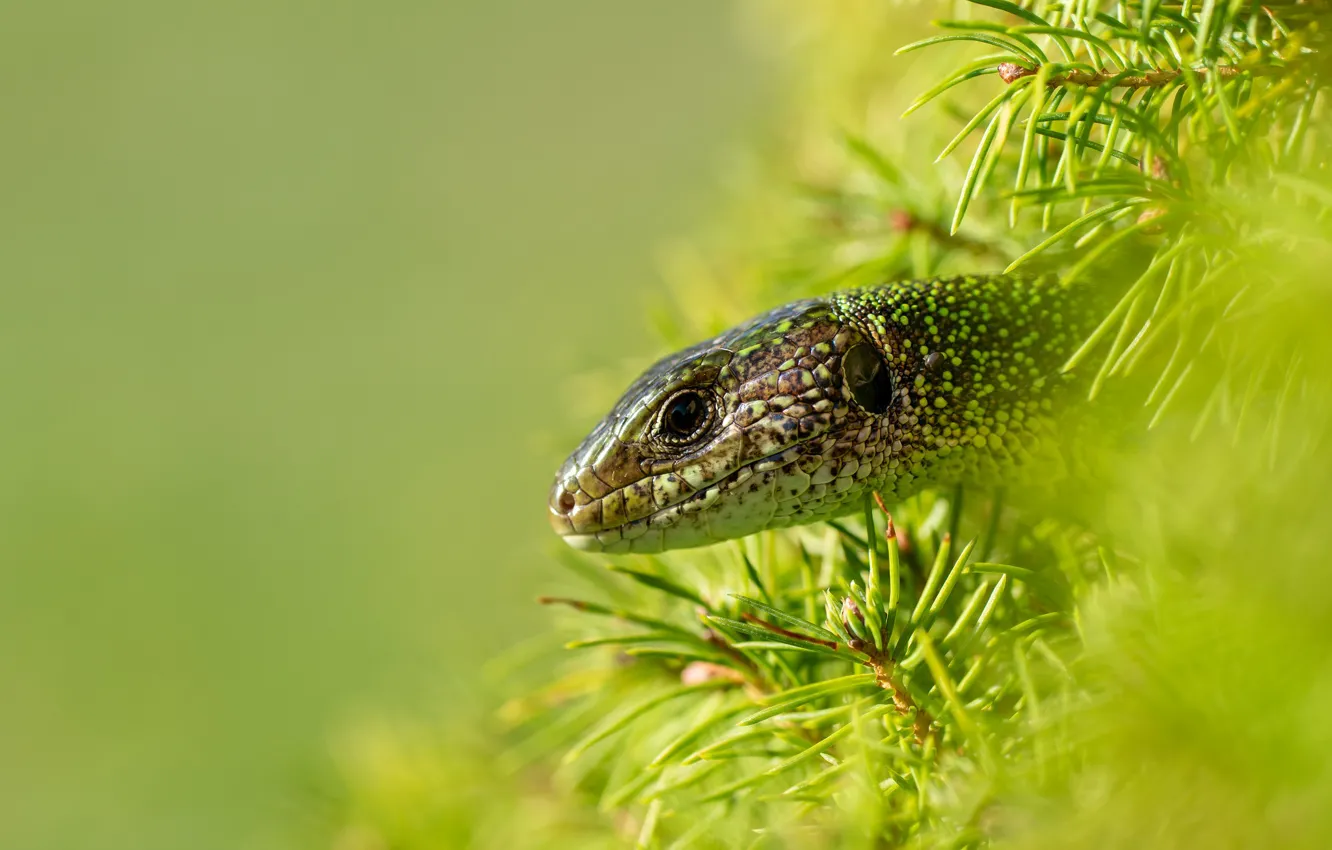 Photo wallpaper face, lizard, needles, bokeh