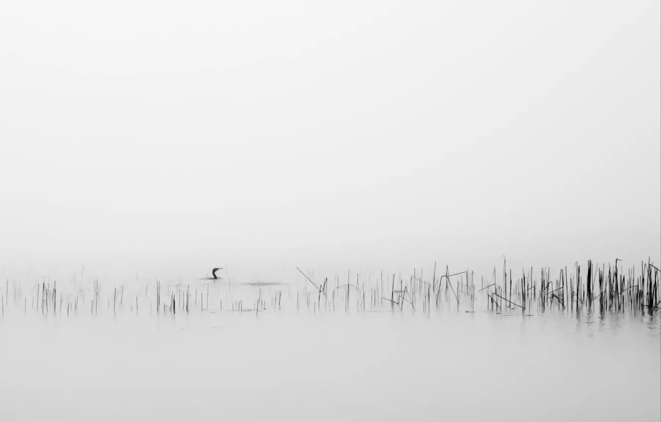 Photo wallpaper fog, background, bird, reed
