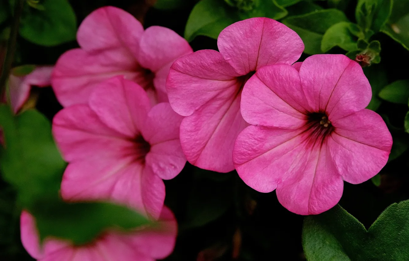 Photo wallpaper macro, pink, calibrachoa