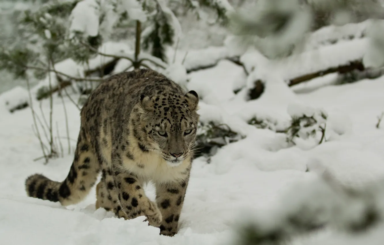 Photo wallpaper winter, snow, IRBIS, snow leopard, wild cat