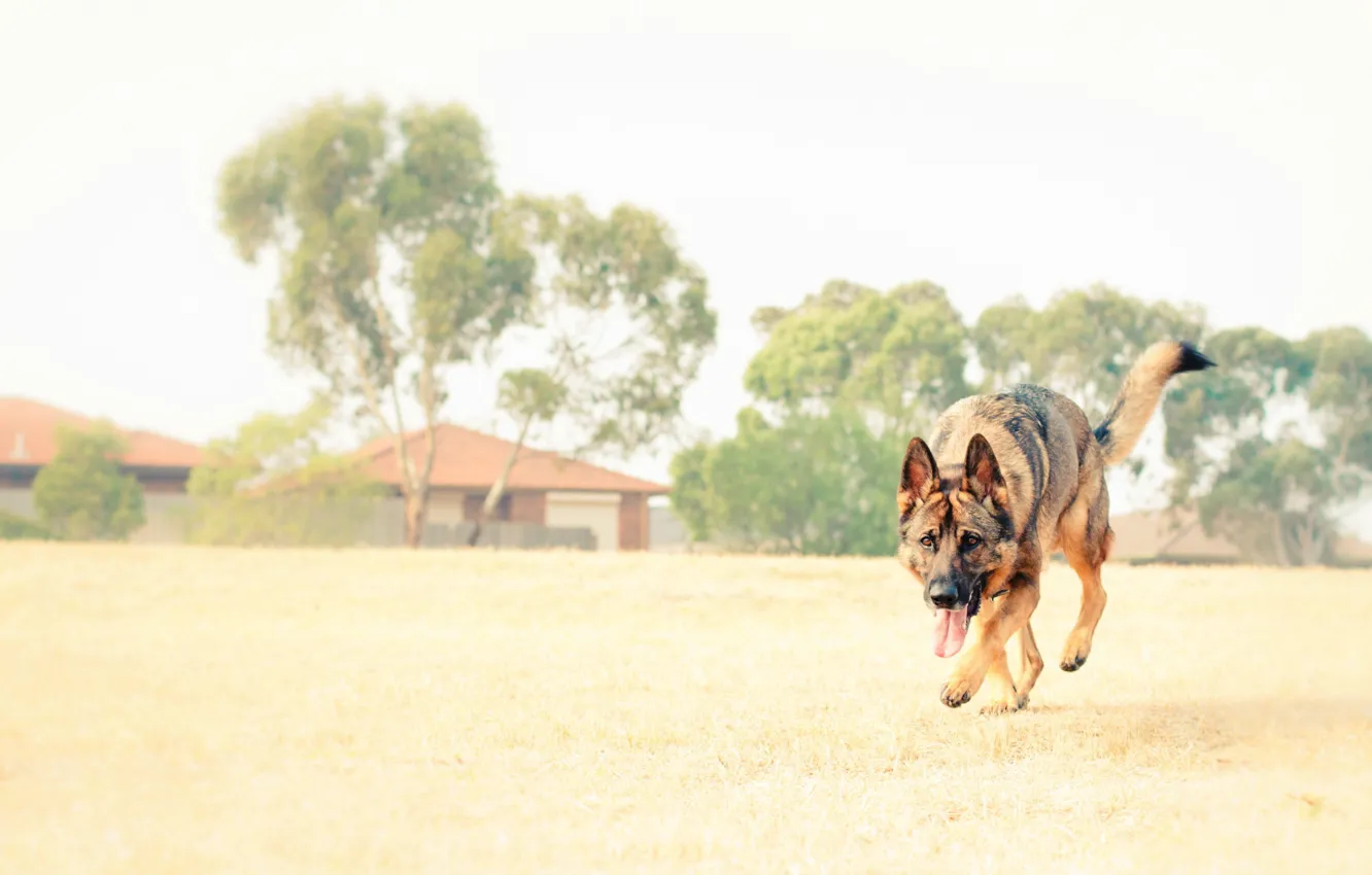 Photo wallpaper look, each, dog