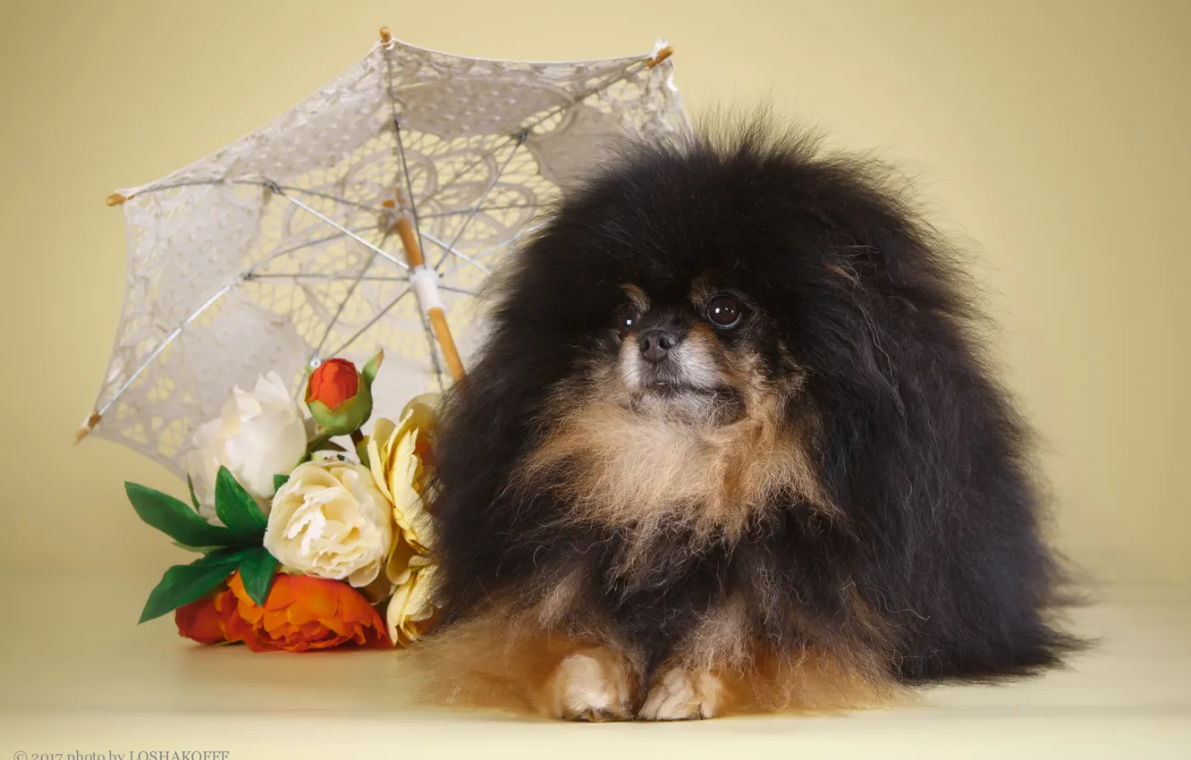 Photo wallpaper flowers, background, dog, umbrella