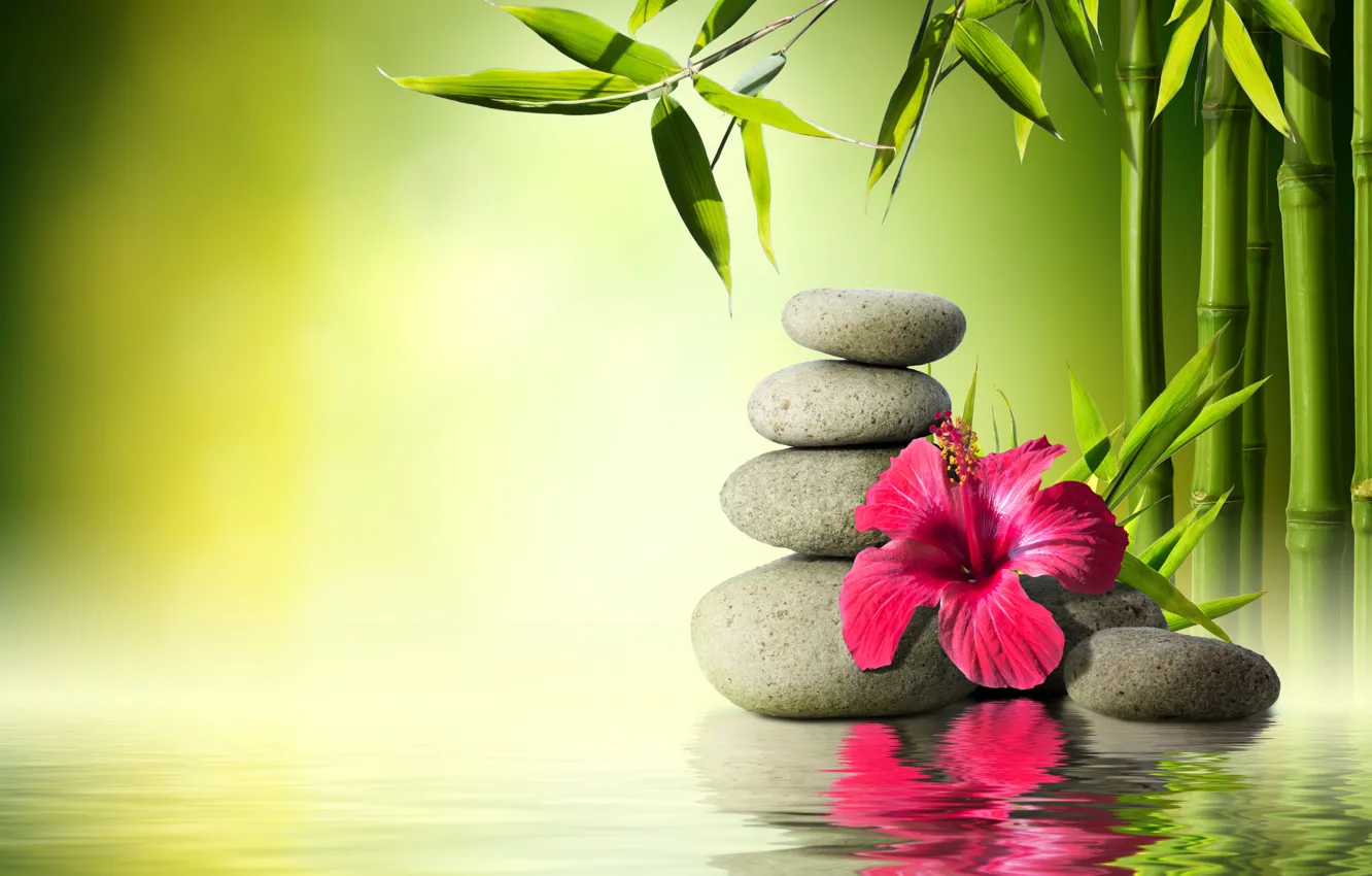 Photo wallpaper flower, water, stones, bamboo, flower, water, orchid, stones