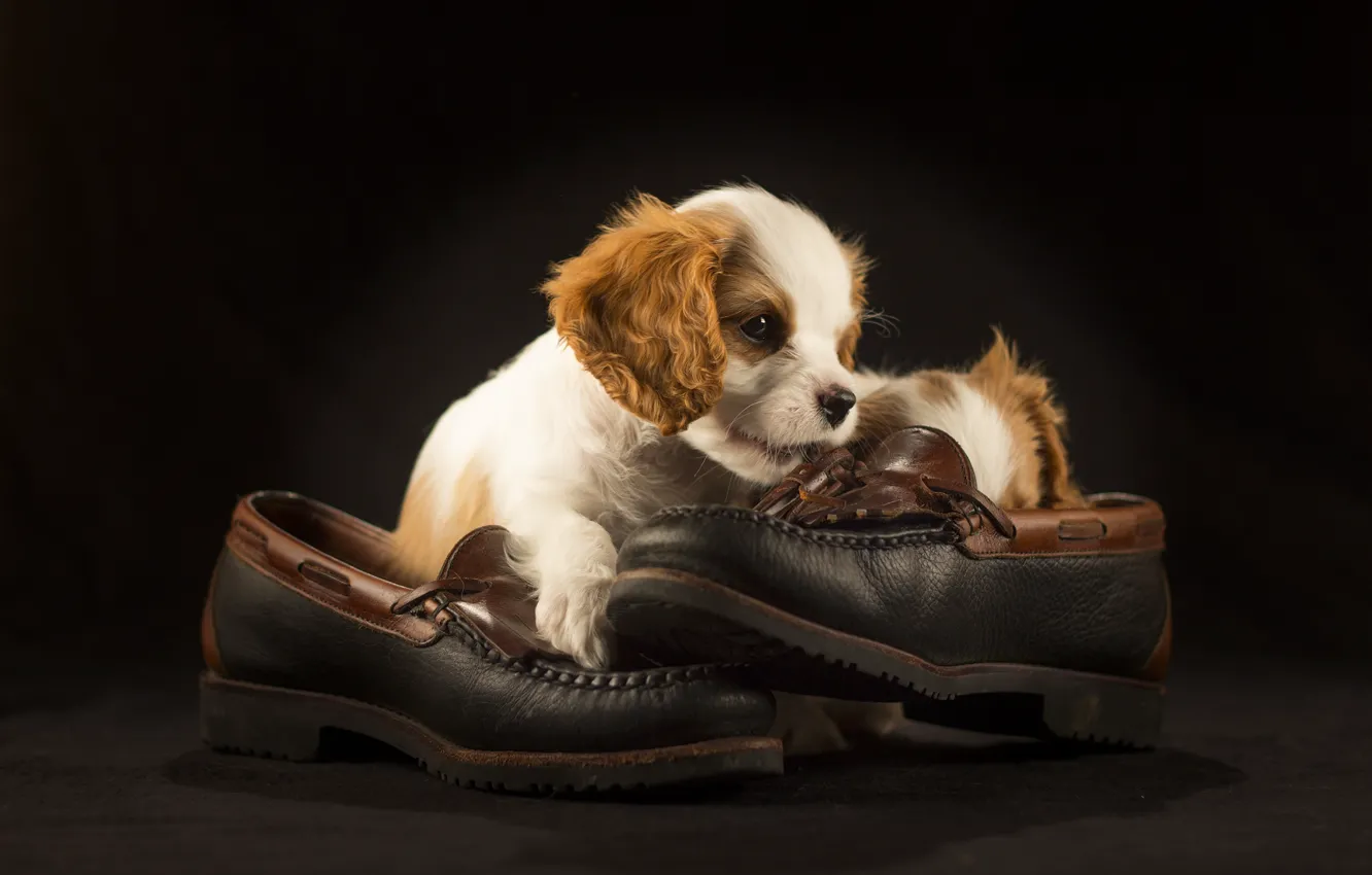 Photo wallpaper shoes, puppy, Spaniel