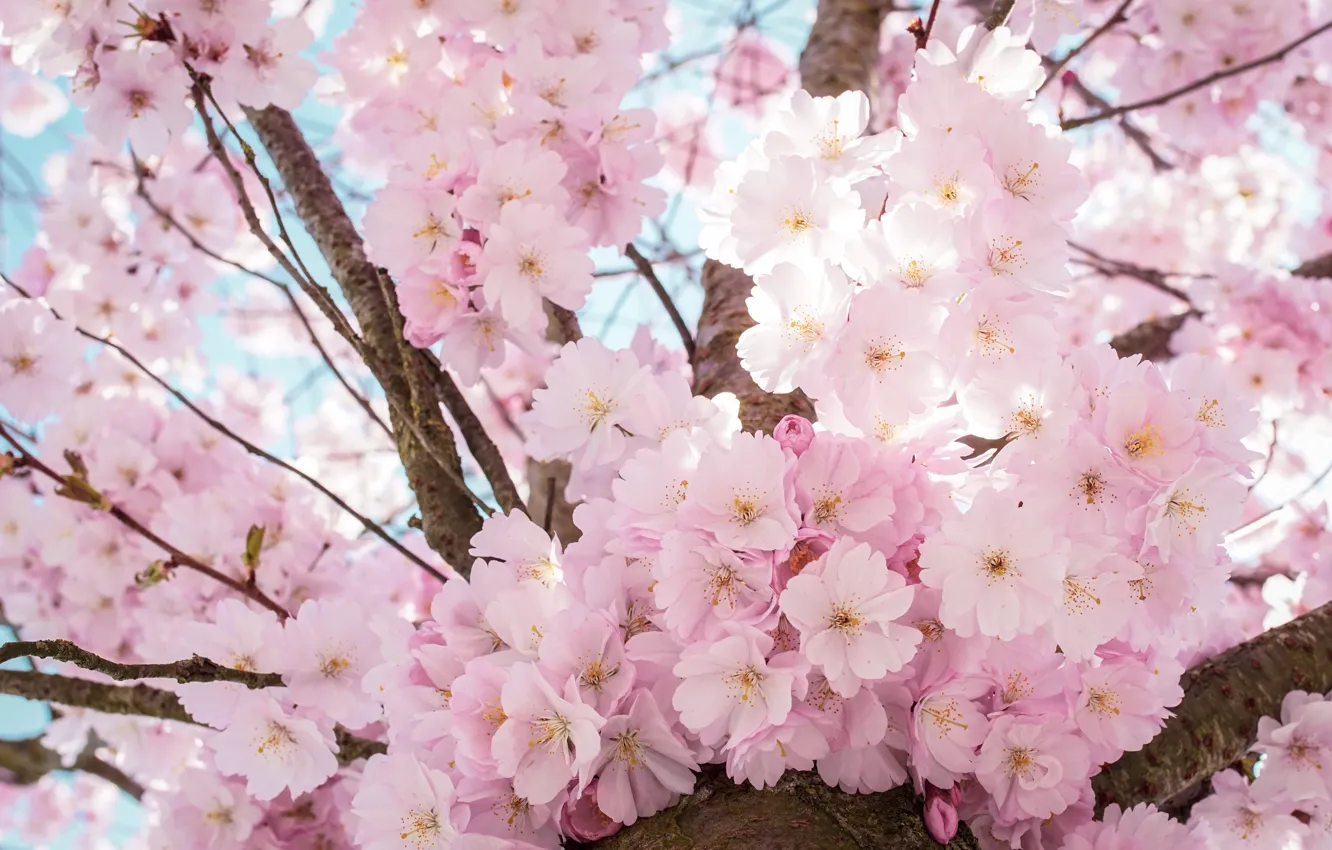Photo wallpaper trees, flowers, branches, background, beauty, spring, Sakura, pink