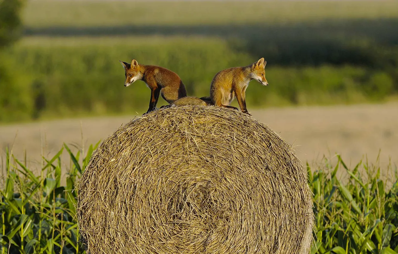 Photo wallpaper France, Fox, Fox, Vosges