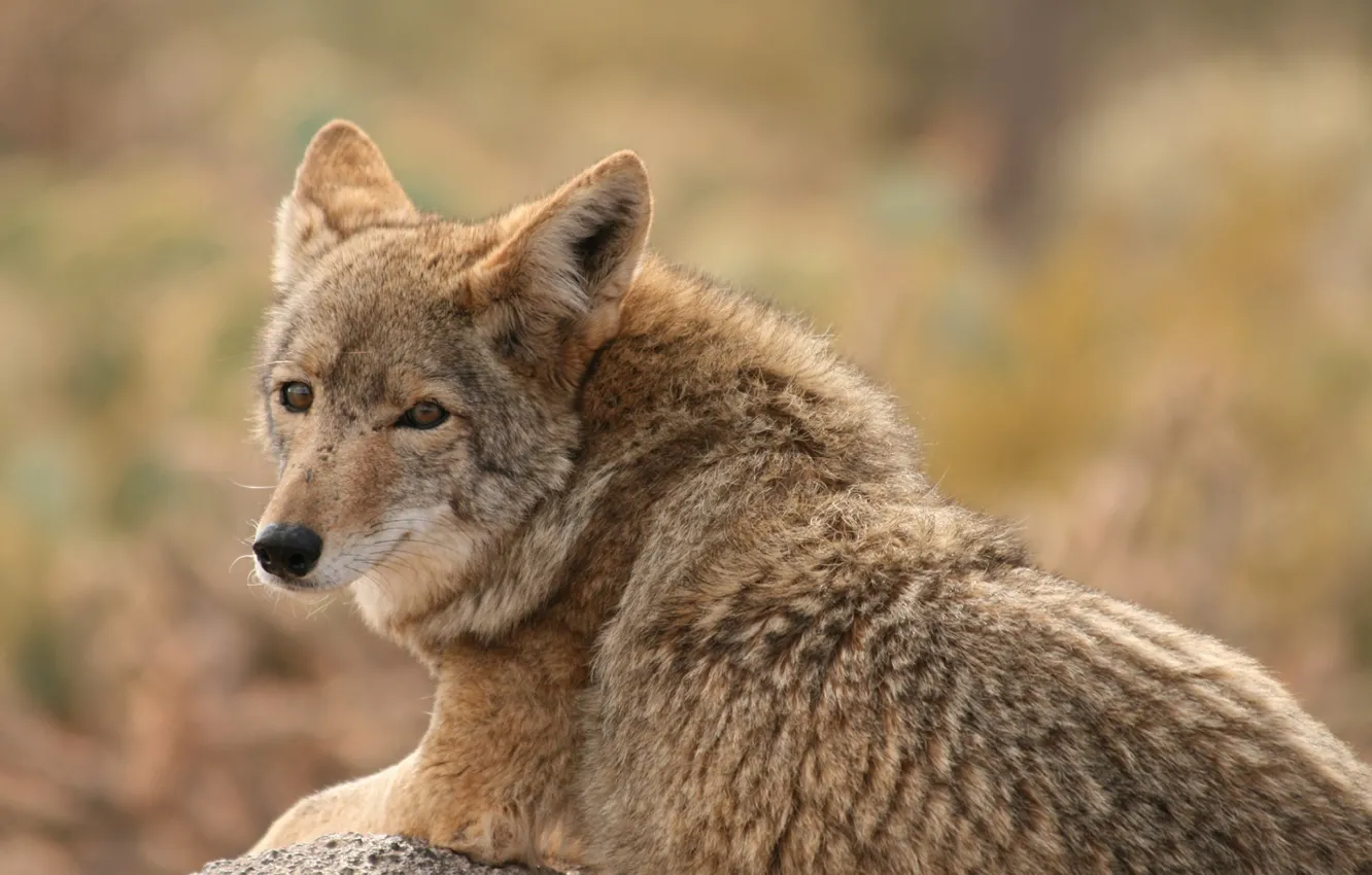 Photo wallpaper look, wolf, beast, coyote