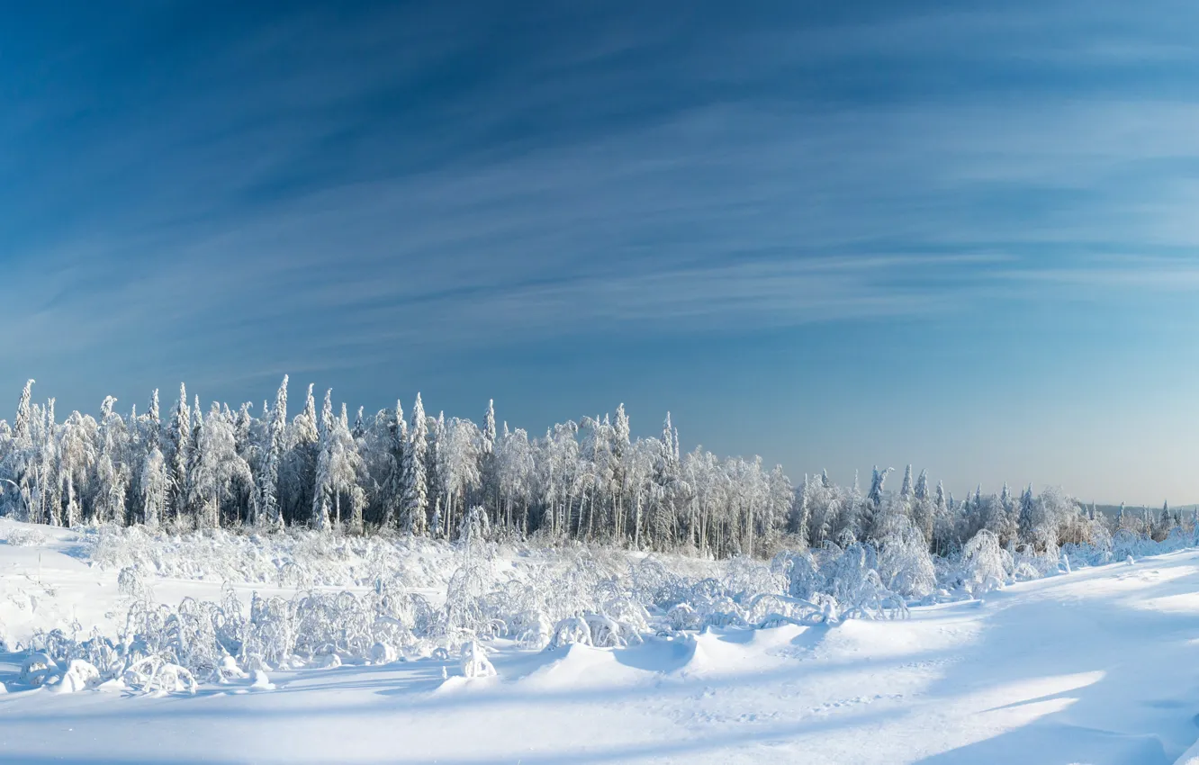 Photo wallpaper Frozen, ice, sky, trees, wood, winter, clouds, snow