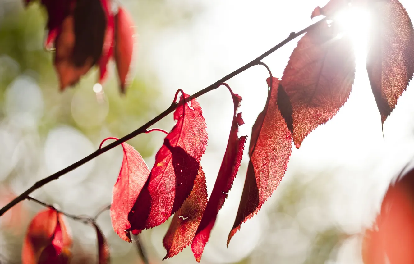 Photo wallpaper leaves, light, nature