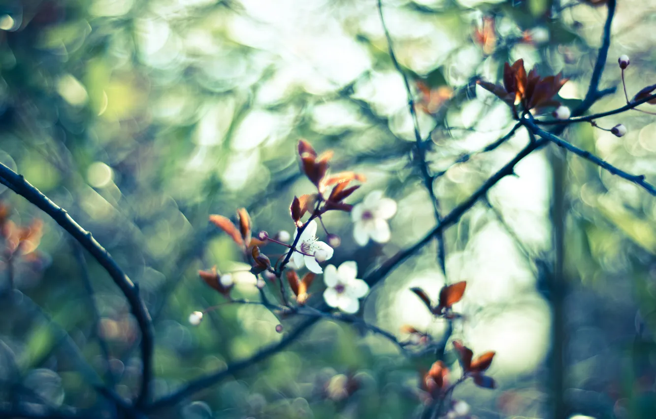 Photo wallpaper macro, flowers, cherry, glare, branch, spring, blur, white