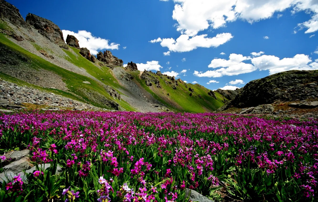 Photo wallpaper flowers, mountains, nature