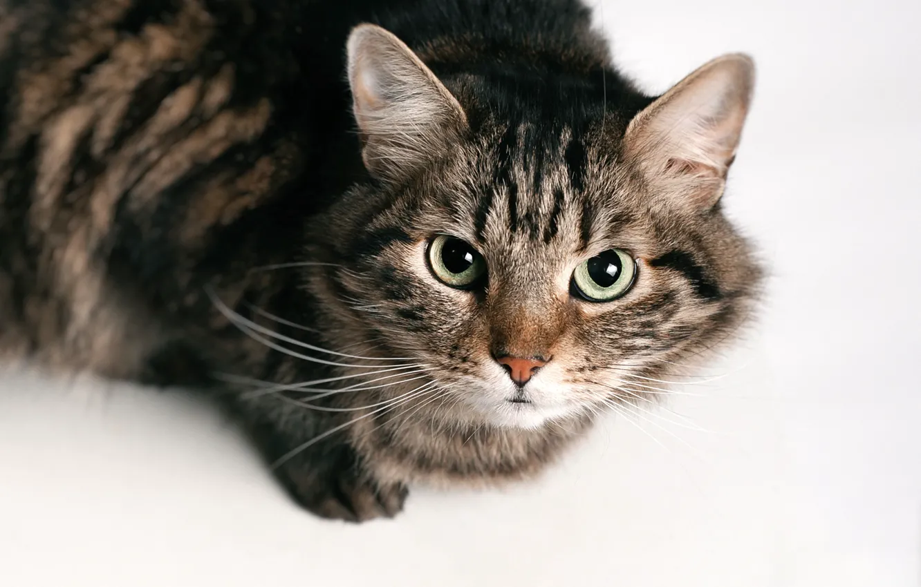 Photo wallpaper cat, cat, look, pose, face