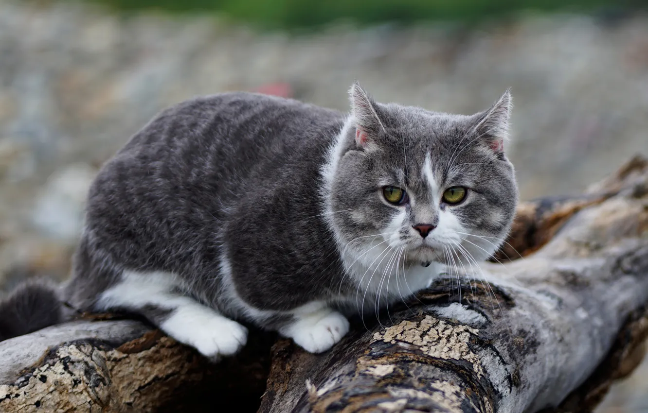Photo wallpaper cat, cat, look, trees, grey, background, log, chubby
