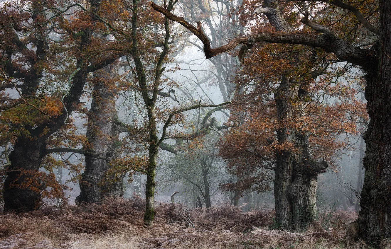 Photo wallpaper autumn, forest, trees, Park, branch, foliage, trunk, fern